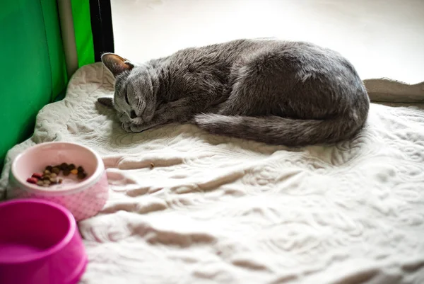 Порода короткошерстных кошек Russian Blue — стоковое фото