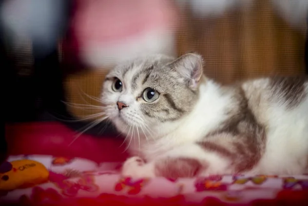 Longhair puro sangue gato luz marrom coloração — Fotografia de Stock