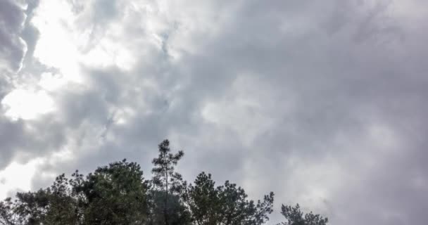 Густі Хмари Літають Над Лісом Час Лапсе — стокове відео