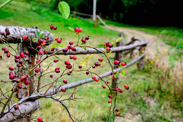 Strauch mit Früchten der roten Rose — Stockfoto