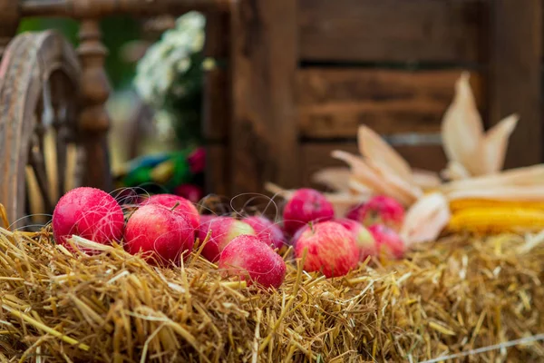 Pommes mûres rouges reposent sur une paille . — Photo