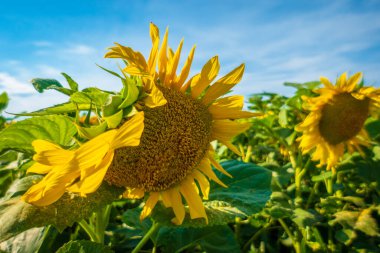 Mavi gökyüzüne karşı bir tarlada açan ayçiçeği.