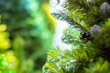 Sahte Noel ağacı. Yeşil kabarık Noel ağacı dalları sığ tarla derinliğinde.
