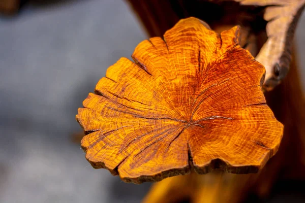 Sawed tree log in the form of a leaf.