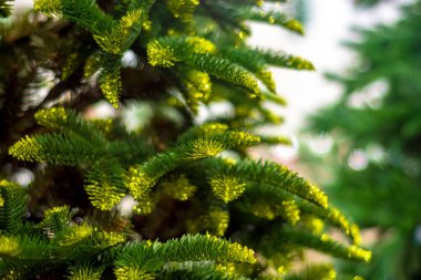 Yumuşak bir Noel ağacının dalları yeşildir.