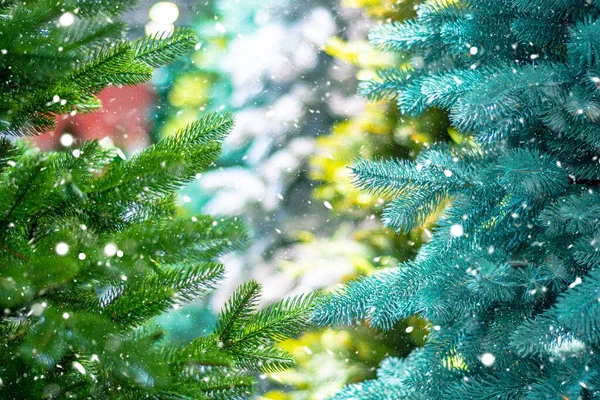 보풀보풀 크리스마스 나무의 가지들은 녹색입니다 다니는 — 스톡 사진