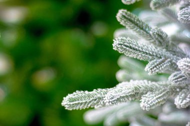 Noel ağacının karla kaplı dalları mavidir. Uçan kar. İşlem sonrası.