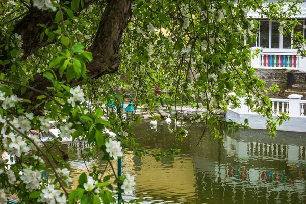 Park Mit See Und Schwänen Kamenetz Podolsk Blühender Apfelbaum Fokus — Stockfoto