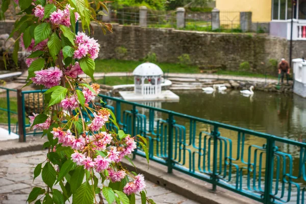 Parque Con Lago Cisnes Blancos Concéntrate Las Flores Rojas Del — Foto de Stock