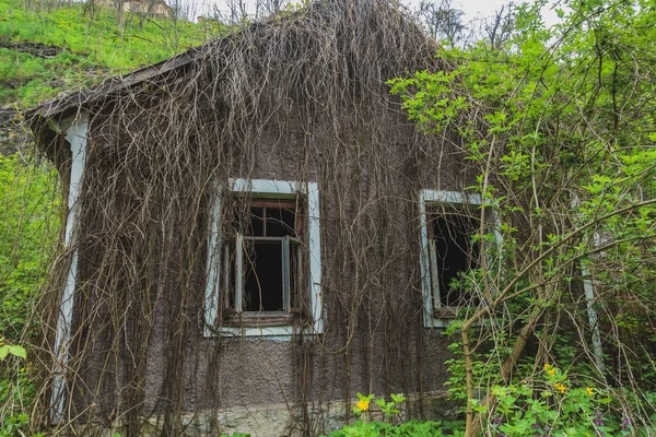 Old abandoned house covered with vines.