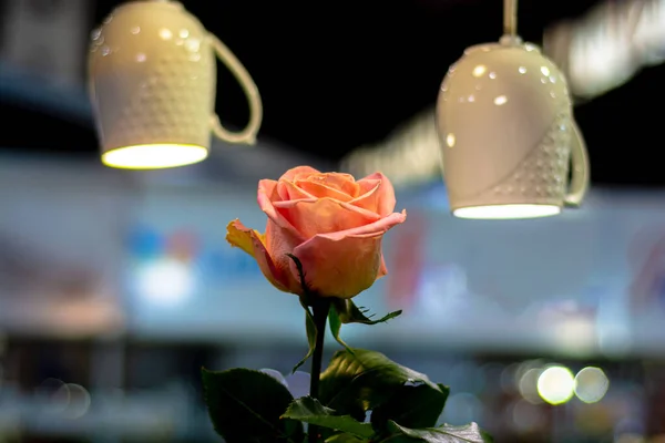 Красный Цветок Розы Лучах Лампочек — стоковое фото
