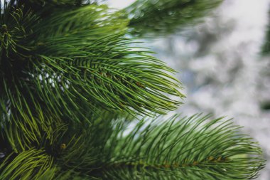 Karla kaplı beyaz ağaçların arka planında yeşil çam dalı.