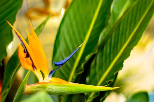 Plante Fleurs Strelitzia Symbole Floral Los Angeles — Photo