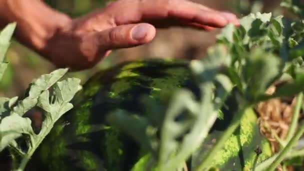 Mladý zemědělec kontrolu melounu plodin pro připravenost pro sklizeň. — Stock video