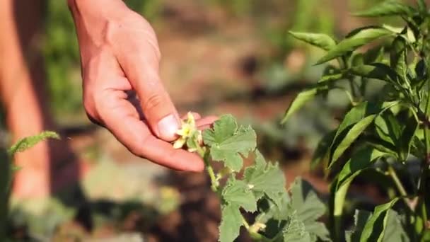 Jonge boer inspectie meloen bloemen voor op gebied van organische eco boerderij. — Stockvideo