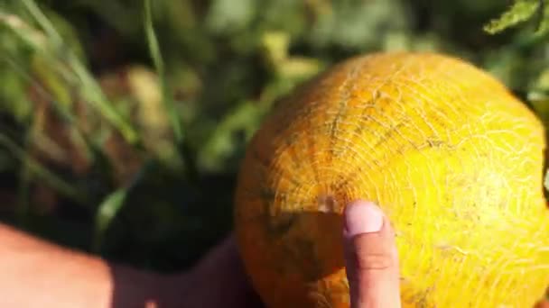 Agricultor joven que inspecciona el cultivo de melón para su preparación para la cosecha . — Vídeos de Stock