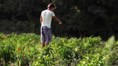 Organik Tarım alanı üzerinde yürüme Yong çiftçi