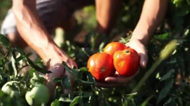 Çiftçi el Ripe domates sebze bahçesinde toplama