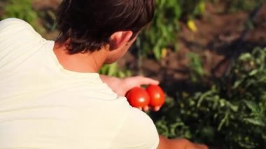 Sebze bahçesinde Ripe domates toplama çiftçi