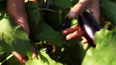 Sebze bahçesi, yakın çekim Poğaca teftiş çiftçi el