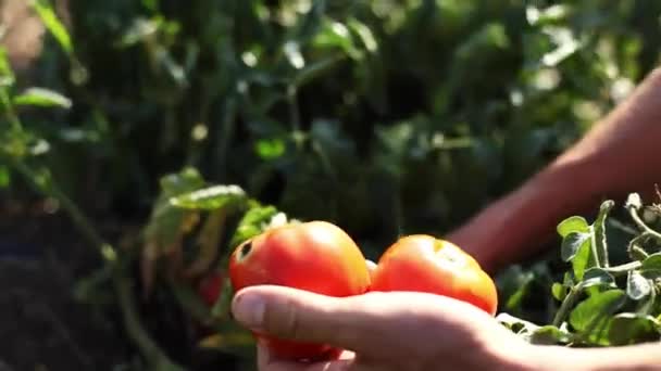 野菜畑で完熟トマトを選ぶ農夫手 — ストック動画