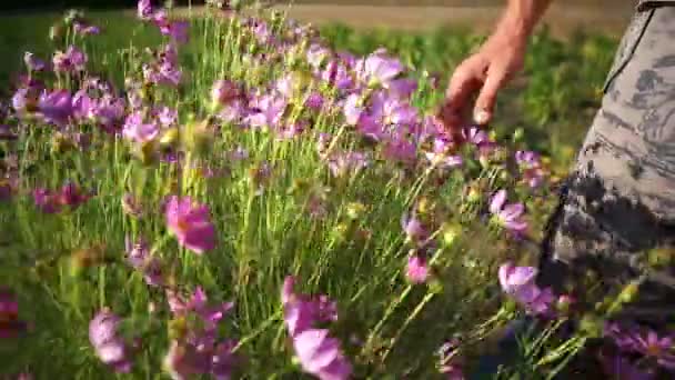 Agricultor mostrando flores de desembarcos conjuntos en eco granja orgánica, primer plano — Vídeo de stock