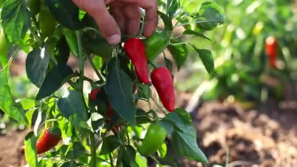 Agricultor joven inspeccionando el cultivo de pimienta para su preparación para la cosecha . — Vídeo de stock