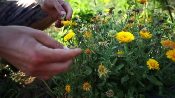 Αγρότης που δείχνει λουλούδια του κοινού εκφορτώσεις στο βιολογικό οικολογικό αγρόκτημα, γκρο πλαν — Αρχείο Βίντεο