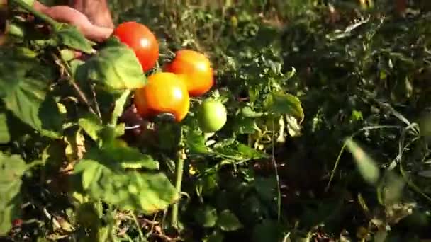 Mladý zemědělec kontrolu úrody rajčat pro připravenost pro sklizeň. — Stock video