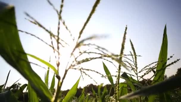 Main d'agriculteur inspectant les tiges de maïs avec des graines dans le potager, Gros plan — Video