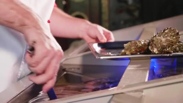 Chef che tira fuori le conchiglie dall'acquario del ristorante di pesce, primo piano . — Video Stock