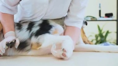 Köpek süsleme tırnak. Veteriner köpek pençeleri Veteriner Kliniği'nde keser