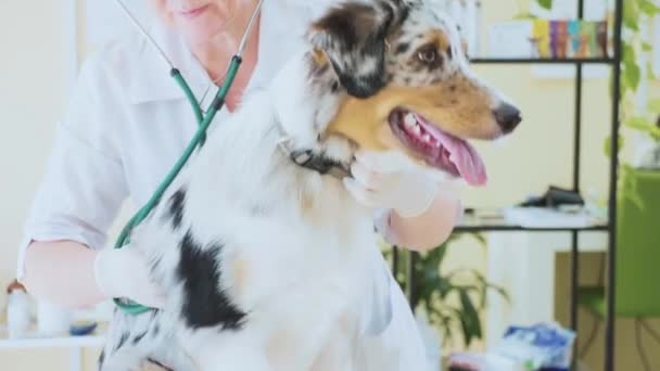 Tierarzt untersucht Hund mit Stethoskop in Tierklinik. — Stockvideo