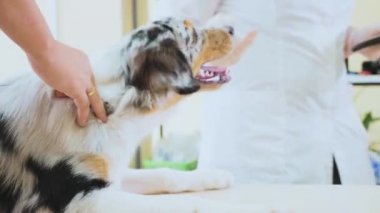 Veteriner köpeği muayene sonrasında okşayarak