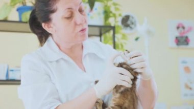 Bir küçük şirin kedi yavrusu veteriner kliniğinde muayene veteriner. Kameraya gülümseyen ve gösterilen hayvan hastalıklarıyla ilgili iade kedi diş, evde beslenen hayvan.