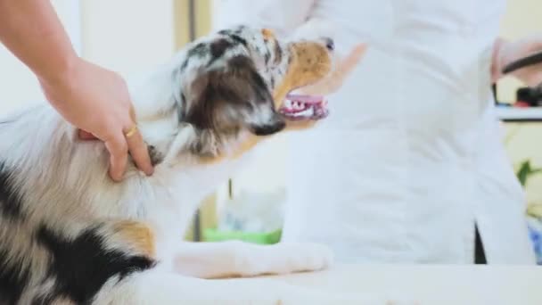 Dierenarts strelen van de hond na de behandeling — Stockvideo