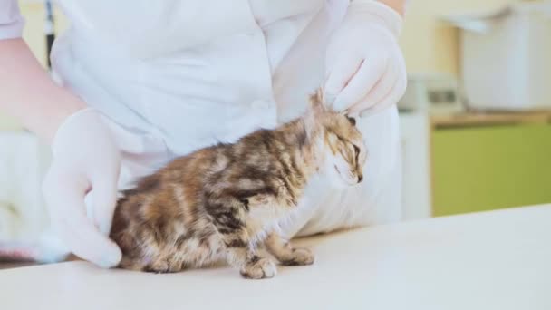 Veterinario che esamina un piccolo gattino carino alla clinica veterinaria — Video Stock