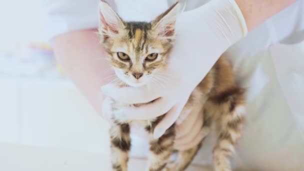 Ветеринар осматривает котенка в ветеринарной клинике — стоковое видео