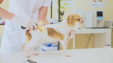 Veteriner kliniğinde incelenmesi. Penye köpek sınav sırasında veteriner. Evde beslenen hayvan kavramı