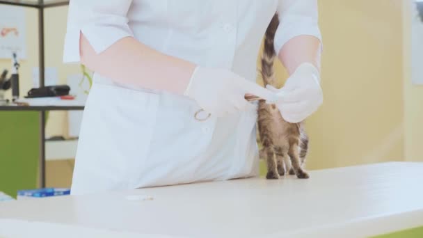 Il veterinario sta pulendo le orecchie di un piccolo gattino presso la clinica veterinaria — Video Stock