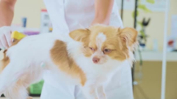 Examining in veterinary clinic. Vet combing dog during exam. Pet concept — Stock Video