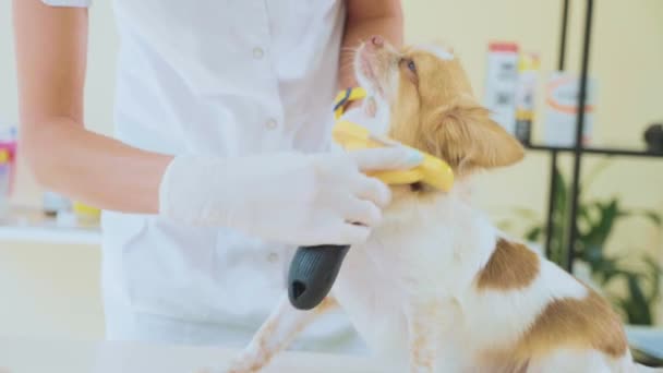 A examinar na clínica veterinária. Vet penteando cão durante o exame. Conceito de animal — Vídeo de Stock