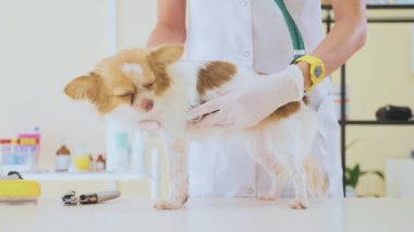 Veteriner Muayene veteriner kliniğinde stetoskop ile köpek.