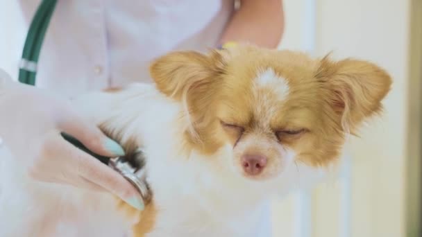 Κτηνίατρος εξετάζει ο σκύλος με στηθοσκόπιο σε κτηνιατρική κλινική. — Αρχείο Βίντεο