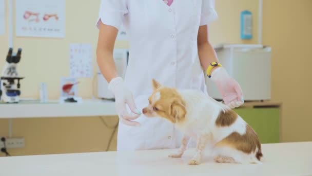 Ветеринарне годування собаки після огляду — стокове відео
