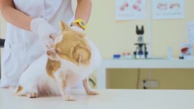 Veteriner hekim bir köpek enjekte.