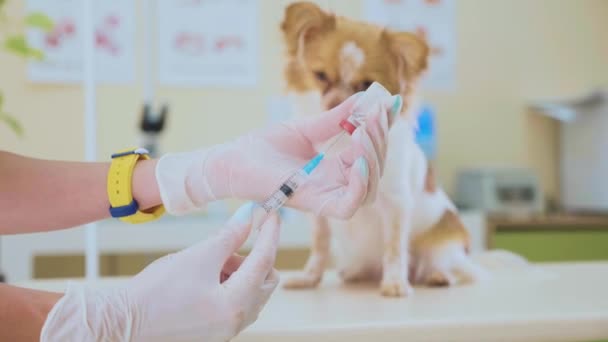 Veterinärmedicinska läkare förbereder sig för att injicera en hund. — Stockvideo