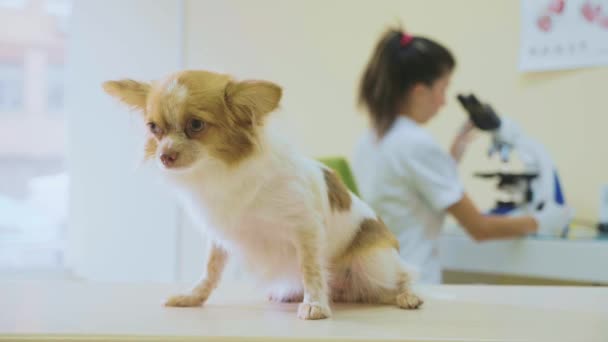 Pes čeká na výsledky průzkumu na veterinární klinice — Stock video