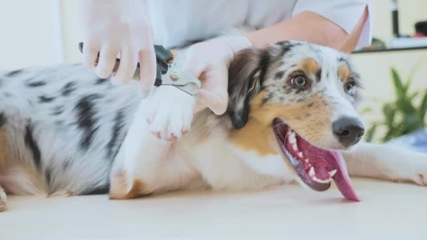 Обрезка ногтей. Ветеринар режет собак когтями в ветеринарной клинике — стоковое видео