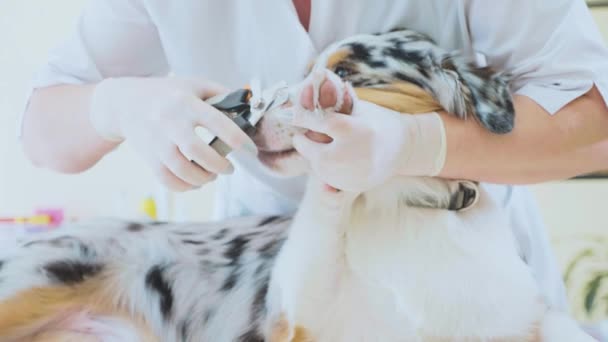 Σκύλος καρφί κλάδεμα. Ο κτηνίατρος περικοπές τα σκυλιά νύχια σε κτηνιατρική κλινική — Αρχείο Βίντεο